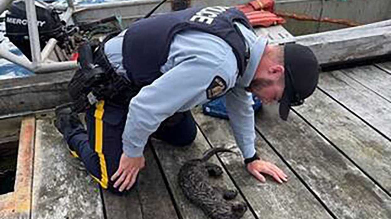 Mouth-to-mouth saves B.C. otter pup caught in net