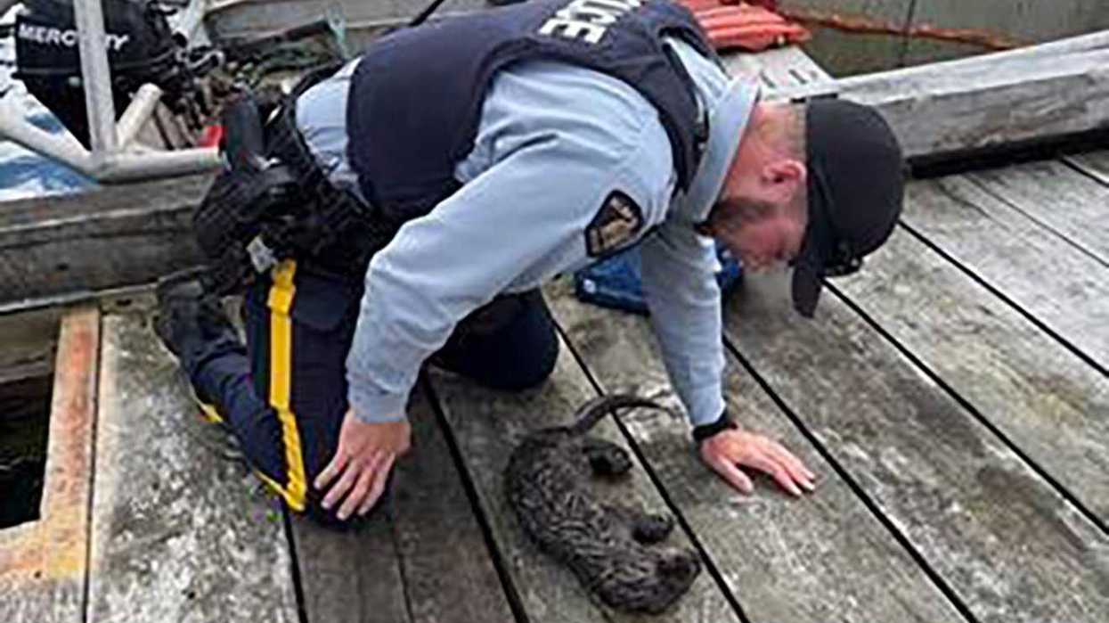 Mouth-to-mouth saves B.C. otter pup caught in net