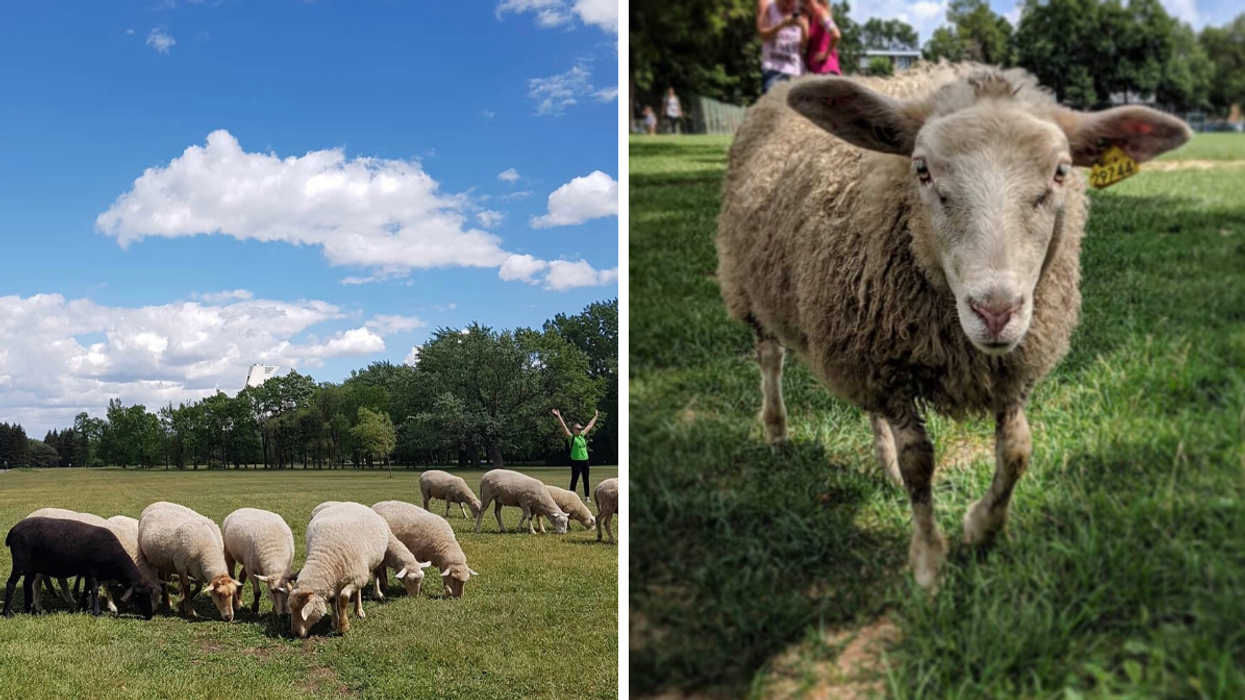 Moutons dans des parcs de Montréal.
