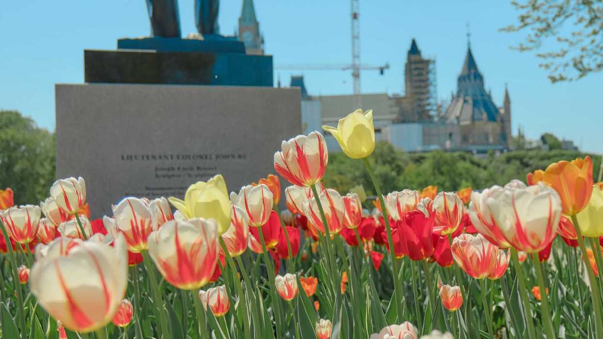multi coloured tulips in ottawa with statue and parliament buildings in background