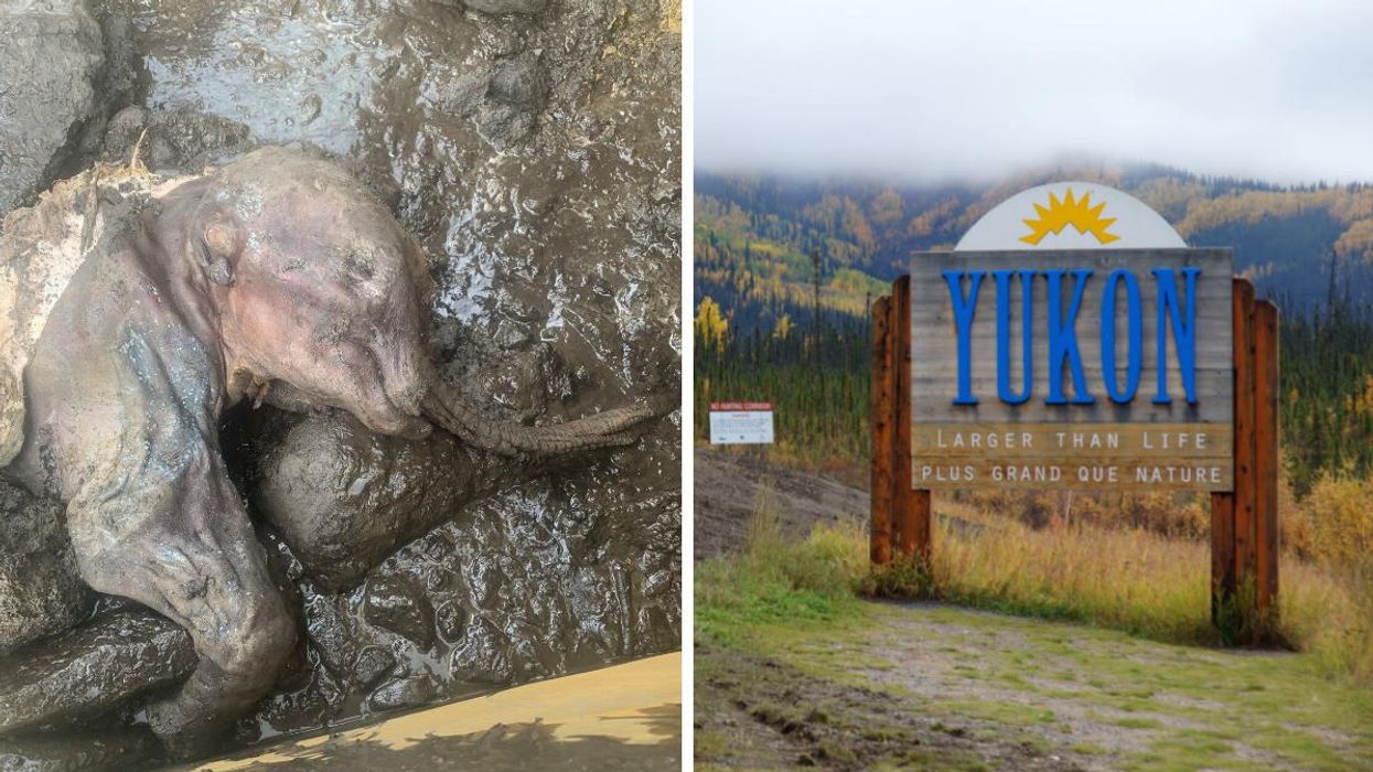 Mummified baby woolly mammoth discovered in Yukon. Right: Sign welcoming people to Yukon.