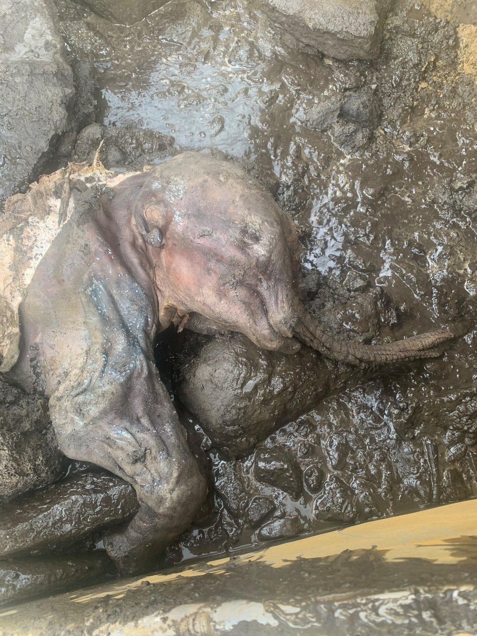 Mummified baby woolly mammoth named Nun cho ga that was discovered in Yukon.