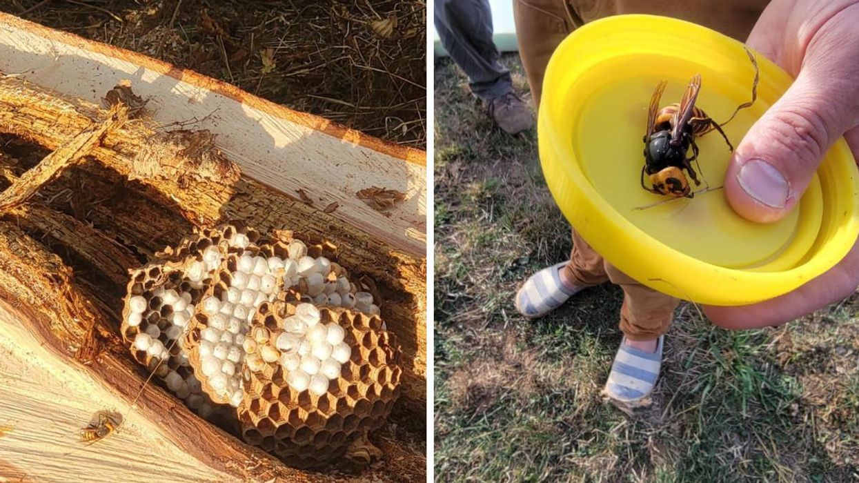 Murder Hornet Nests Keep Popping Up Near The BC Border & Seriously, Enough Already