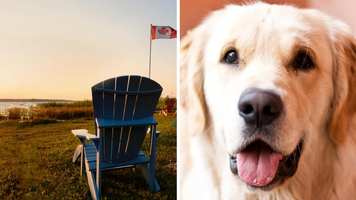 Muskoka chairs on a lawn with a Canadian flag. Right: A golden retriever.