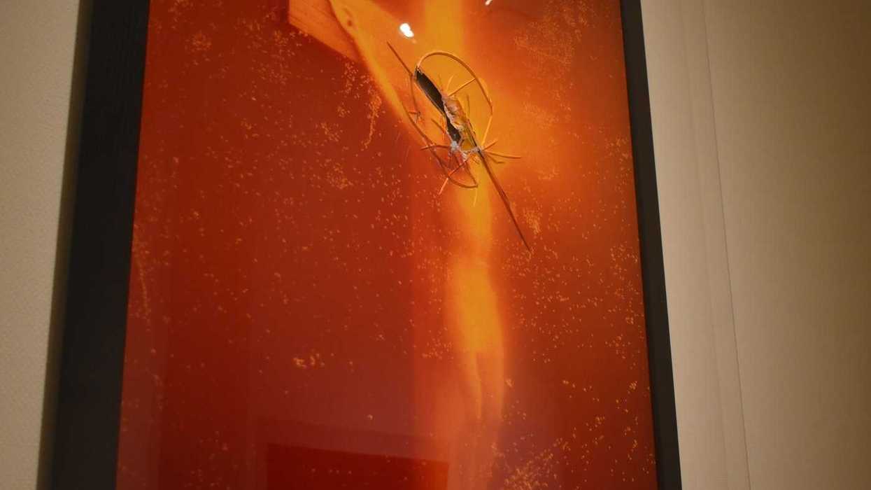 N.B. art gallery features urine-soaked crucifix