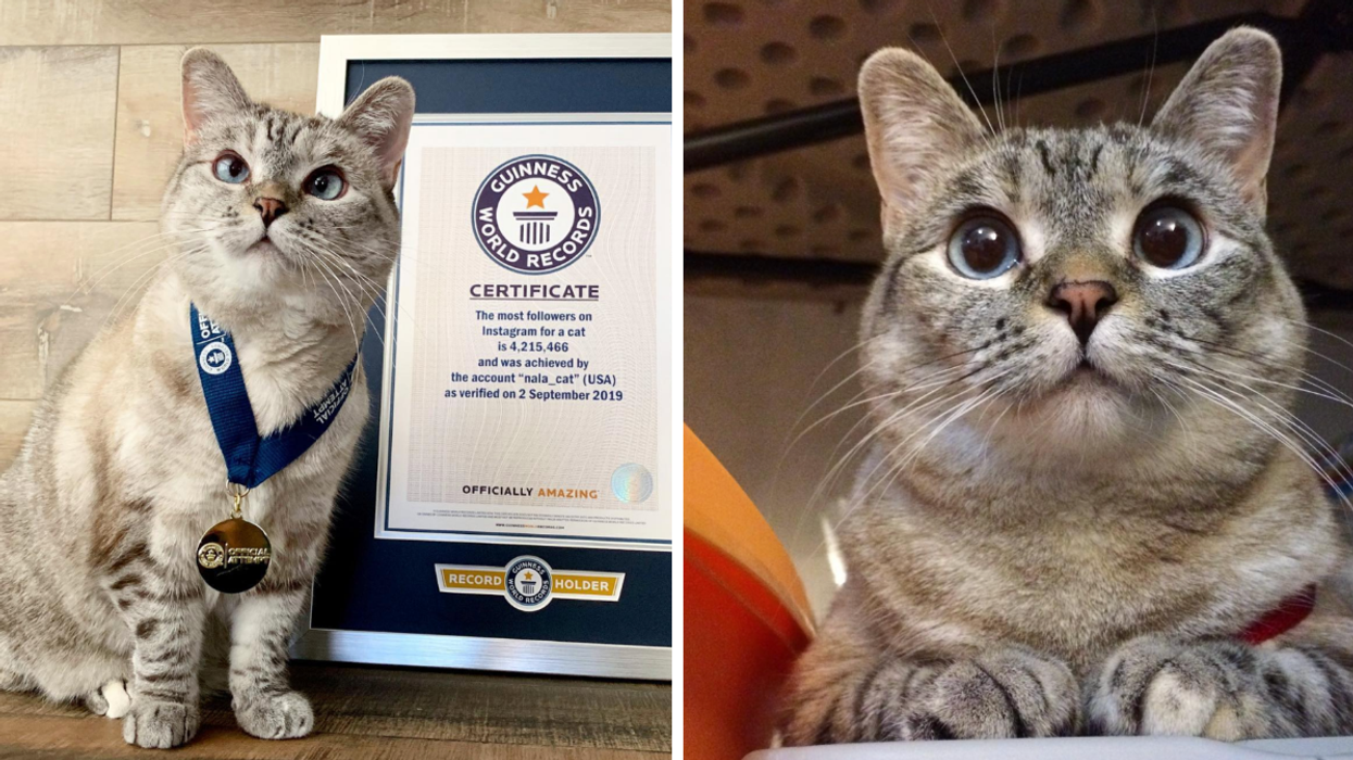 Nala with her Guinness World Record. Right: Nala cat.