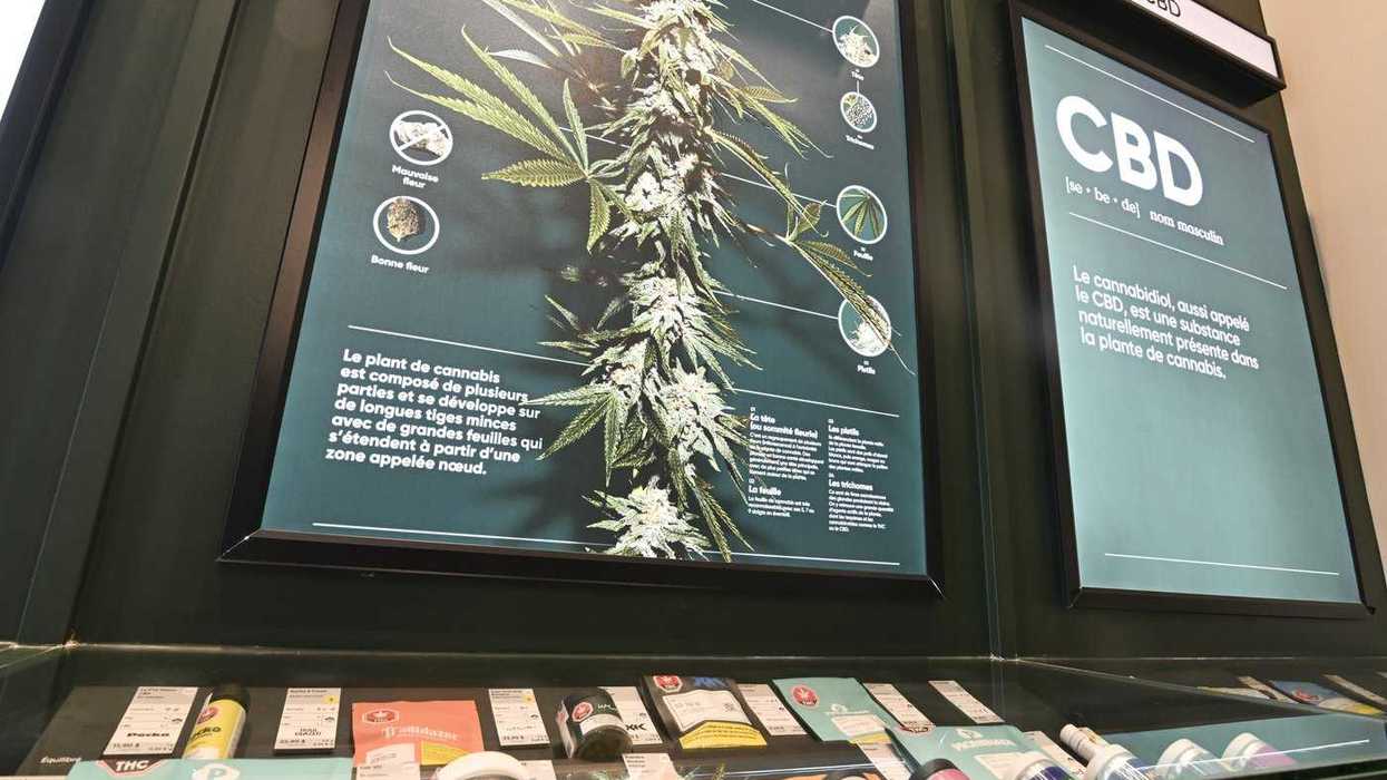 National cannabis lobby group suspends operations
