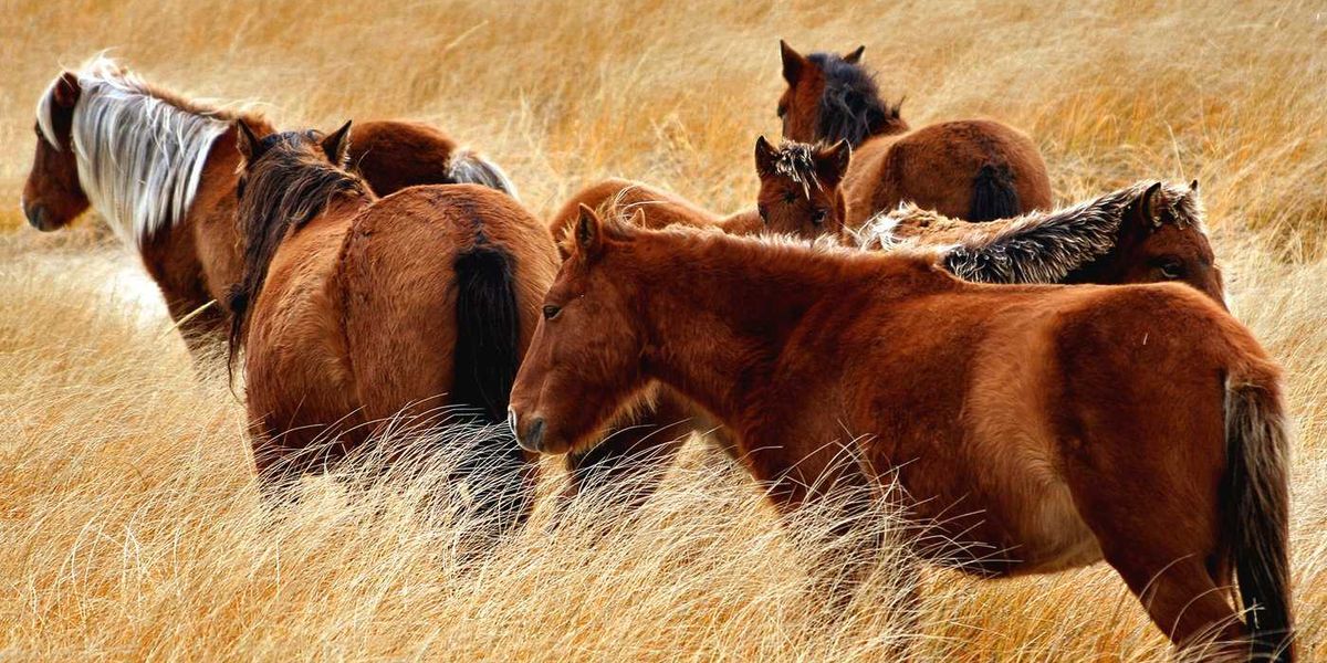 New book explores the rugged adaptability of Sable Island, N.S.’s wild horses New book explores the rugged adaptability of Sable Island, N.S.’s wild horses
