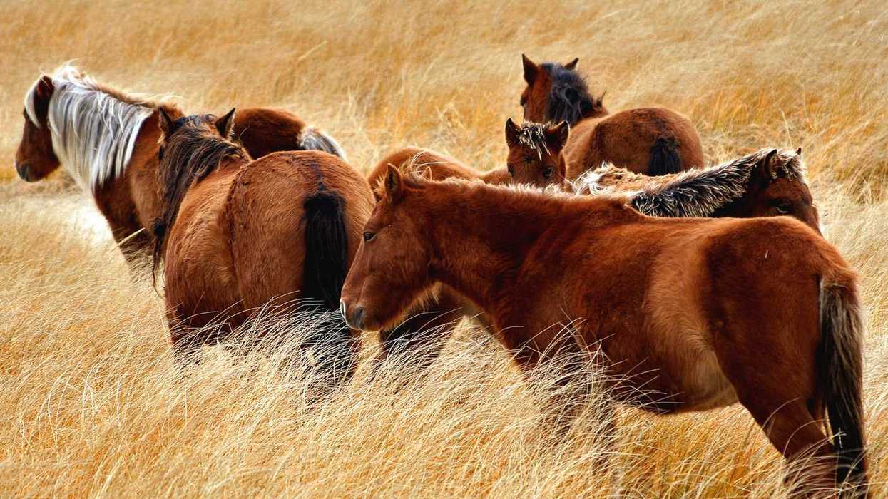 New book features Sable Island's wild horses