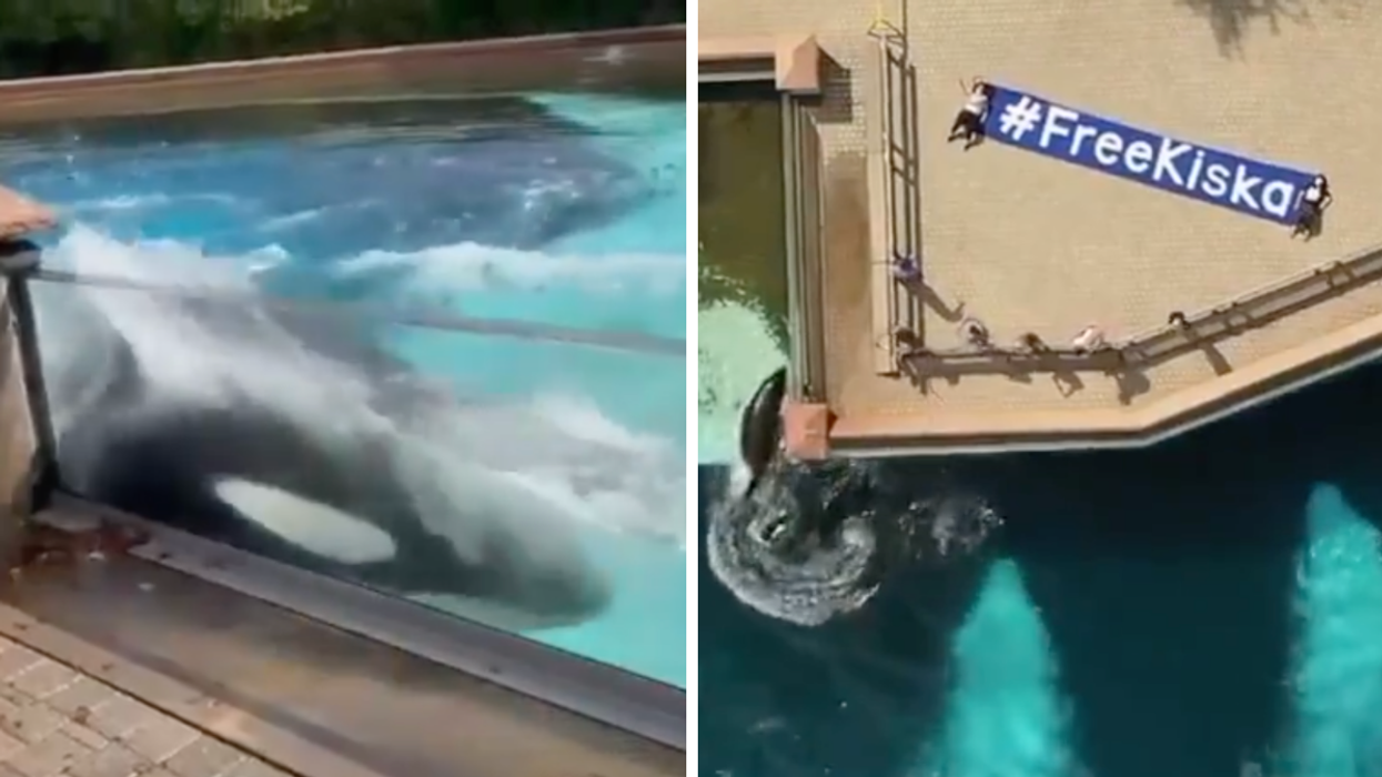 New Videos Of Marineland's Kiska The Orca Have Left Viewers Calling For Her Release