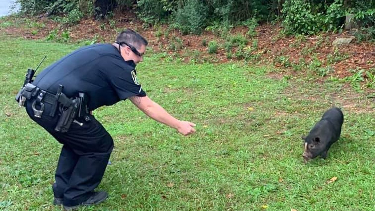 Newnan Police Pig Chase Atlanta