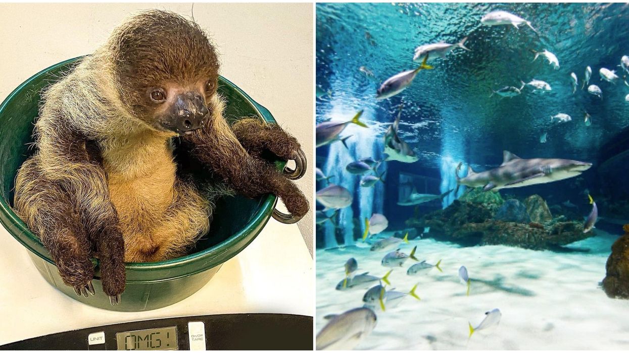 OdySea Aquarium In Scottsdale Has Discounted 'Twilight' Tickets Right Now