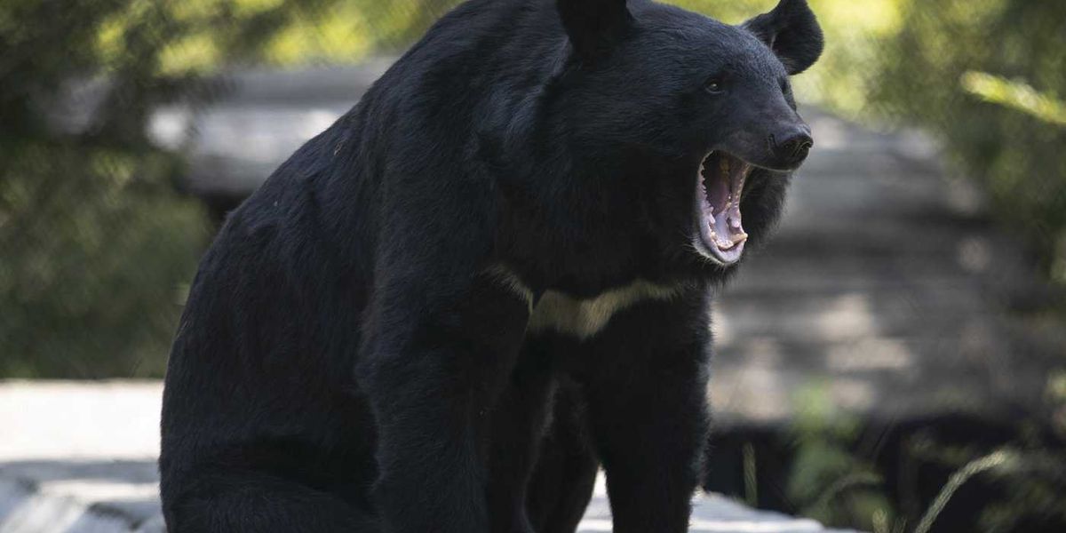 Conservation officers in B.C. remove metal stove pipe stuck on bear’s head Conservation officers in B.C. remove metal stove pipe stuck on bear’s head