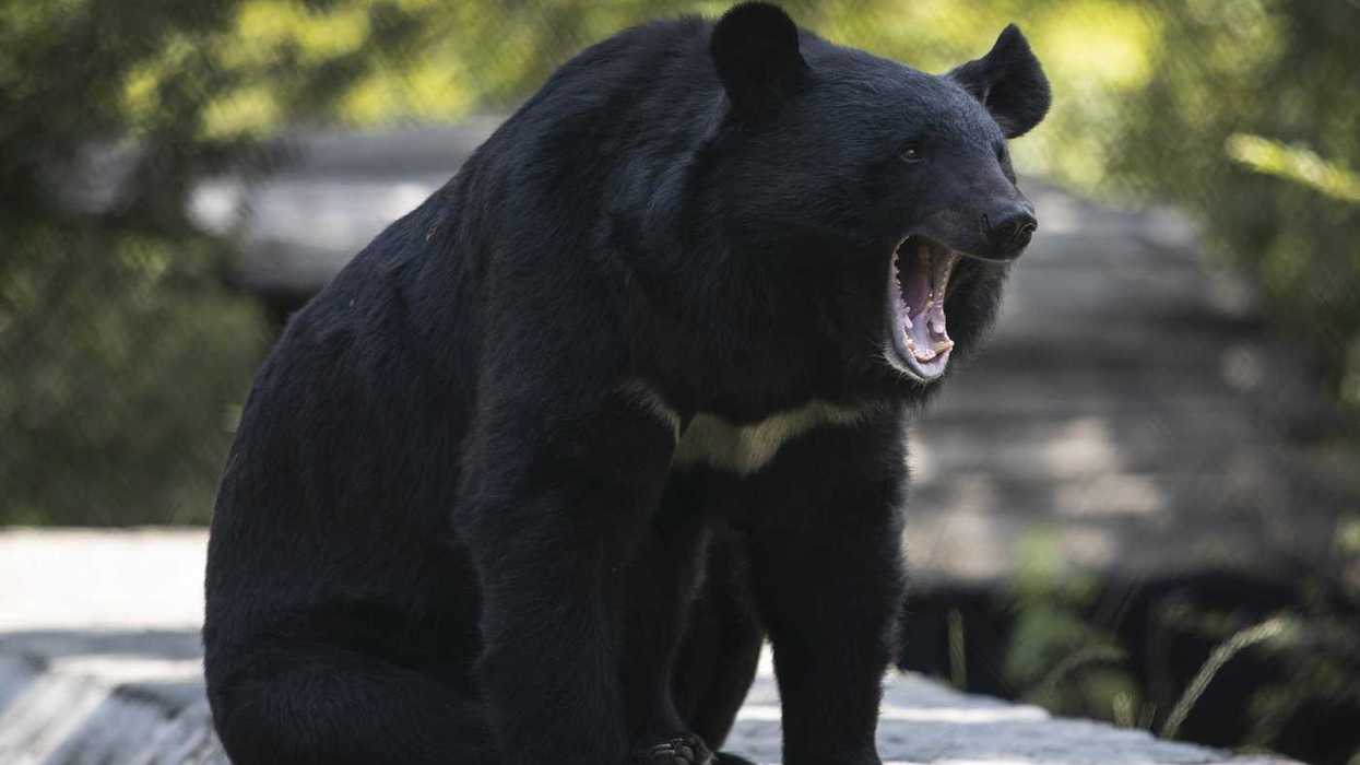 Officers remove metal pipe stuck on bear's head