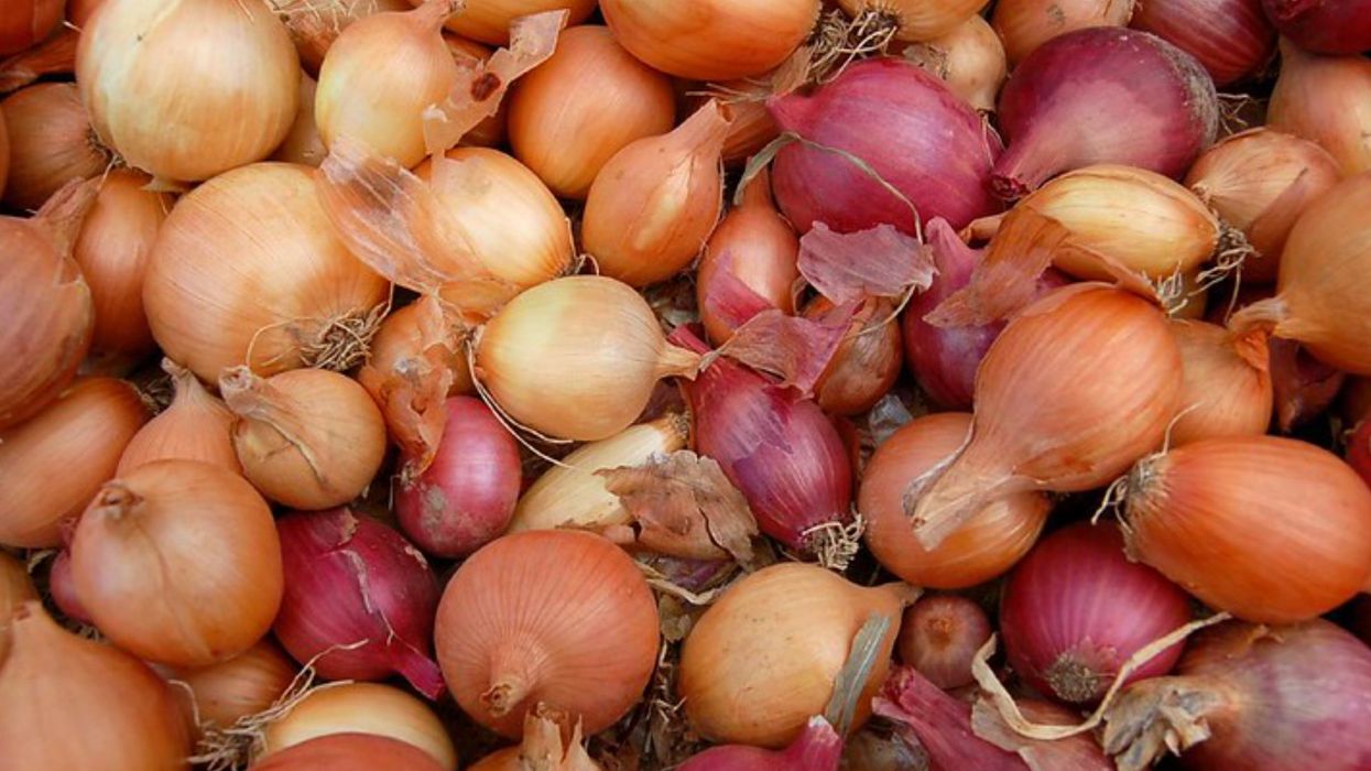 Oignons contaminés à la salmonelle : 339 cas confirmés au Canada