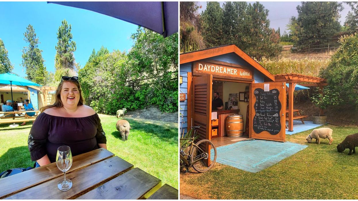 Okanagan Vineyard In BC Lets You Sip Wine Next To Fluffy Sheep