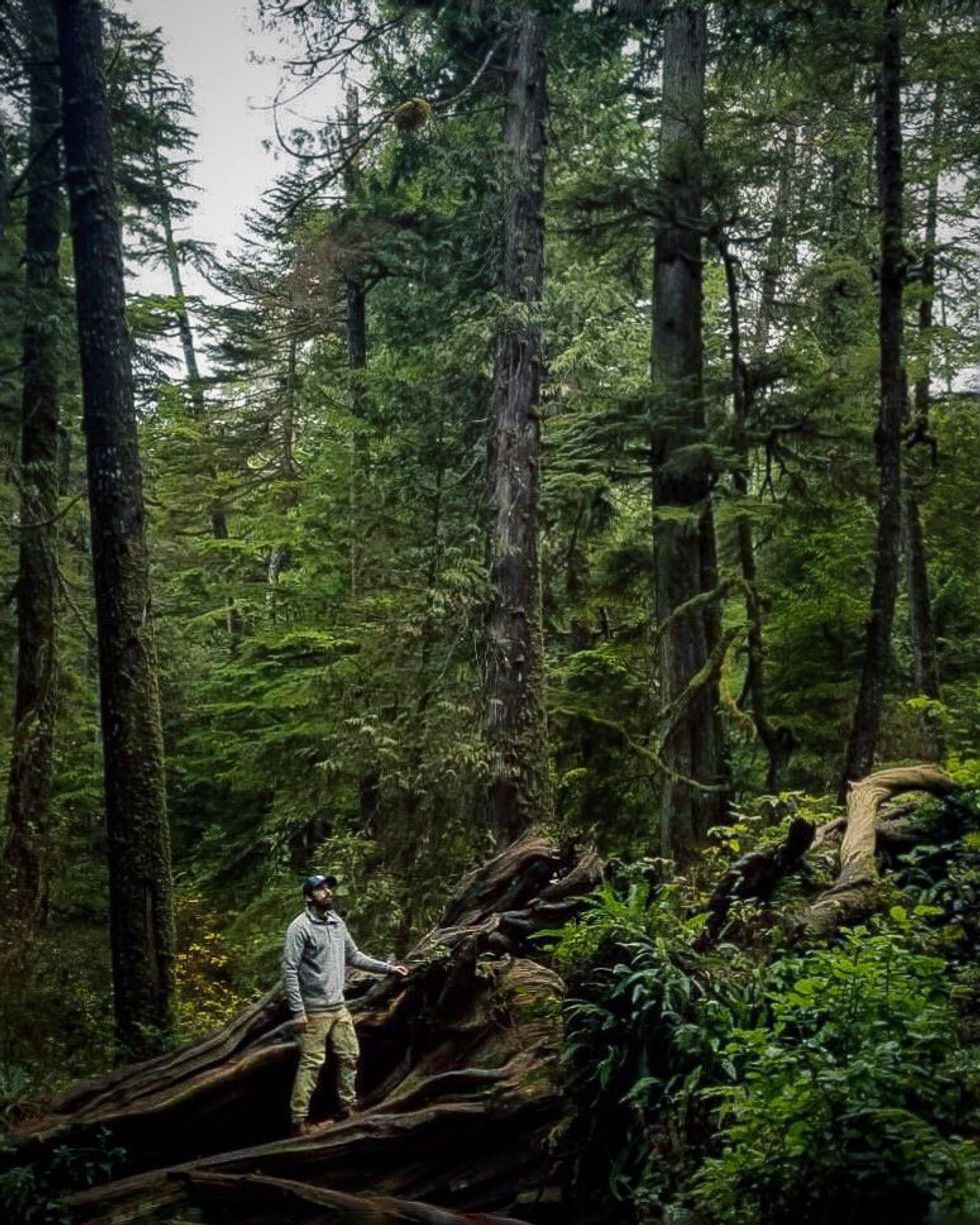 Old growth rainforest on Vancouver Island.