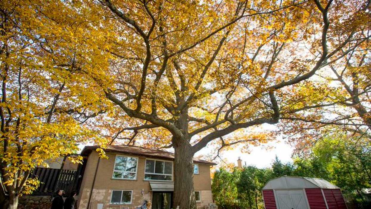 Oldest Oak Tree In Toronto Has The City Trying To Save It
