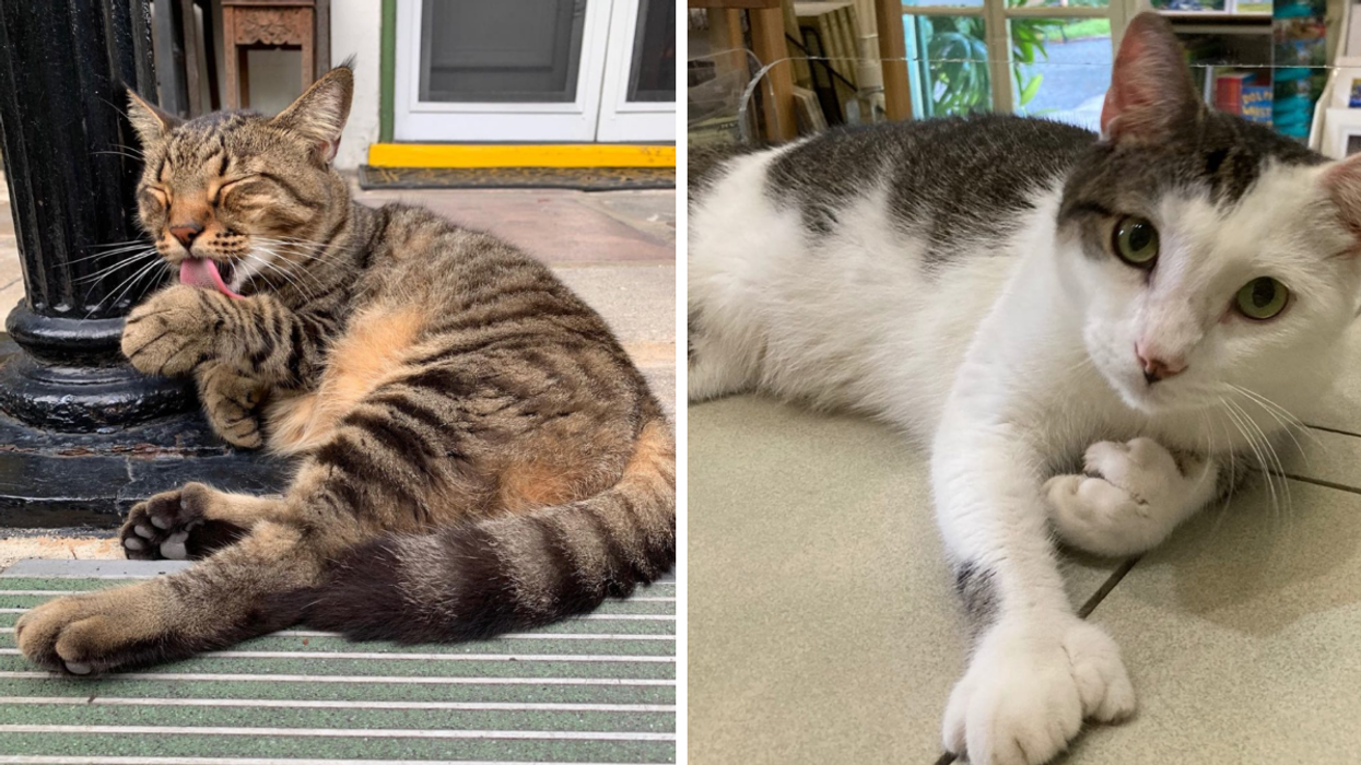 One of the cats at the Hemingway House. Right: A cat at the Hemingway House.