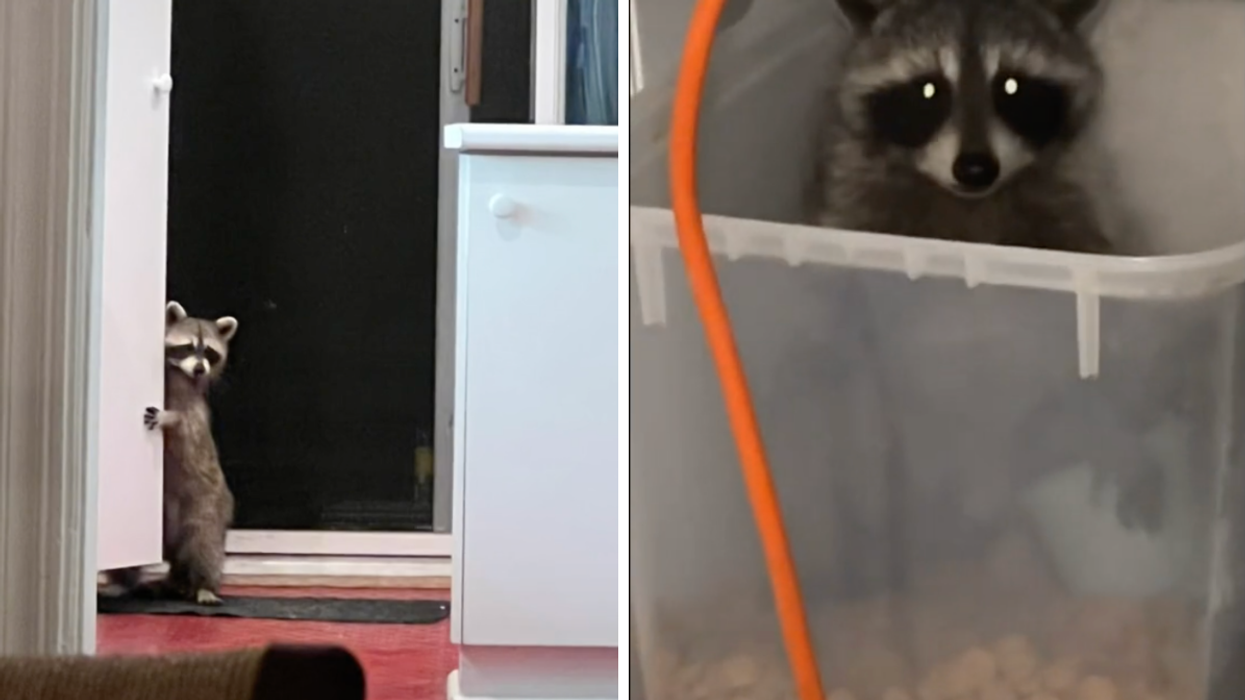 One of the raccoons inside the Toronto home. Right: A raccoon in a food bin filled with dog food.