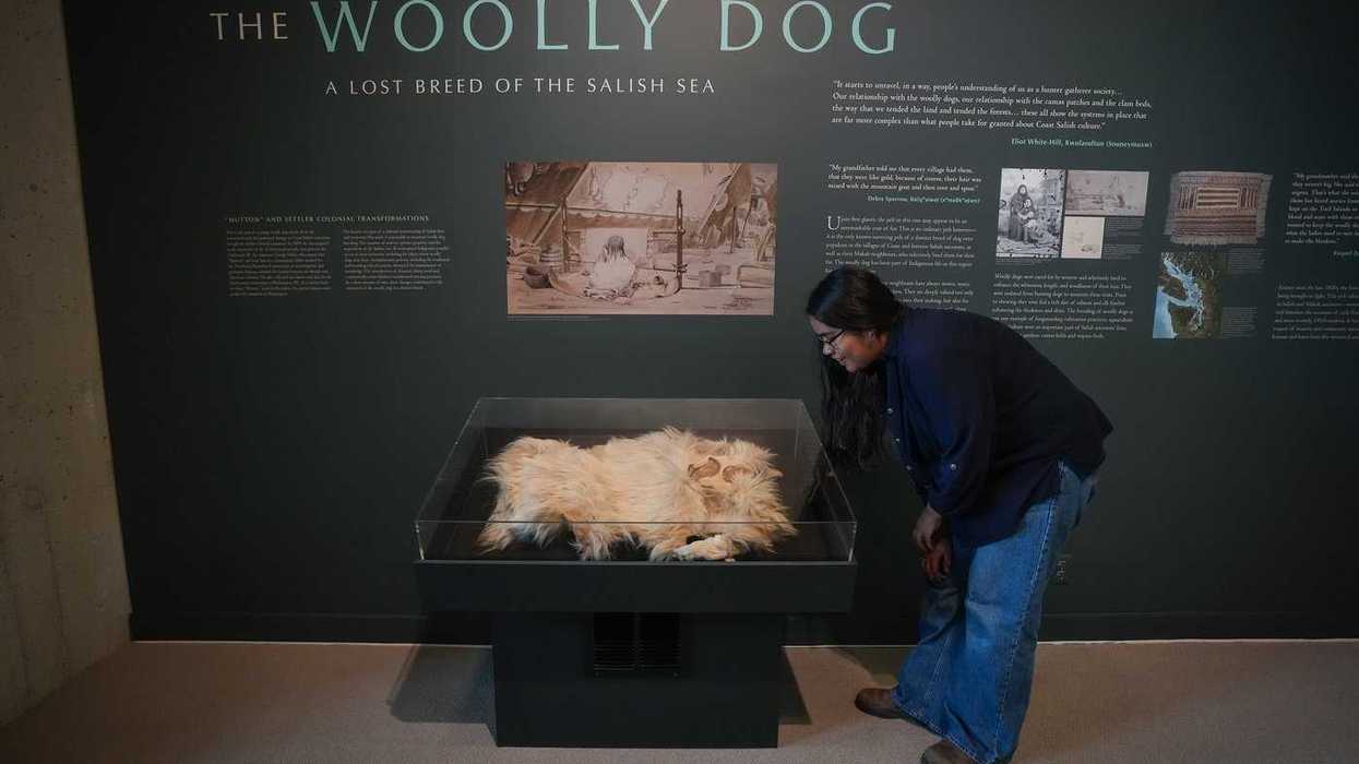 Only known woolly dog pelt returns to B.C.