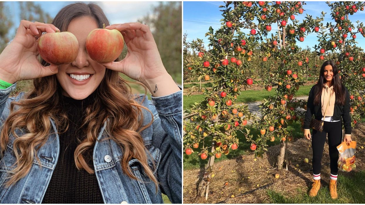 Ontario Apple Orchard Chudleigh's Is The Ideal Place To Wander And Daydream This Summer