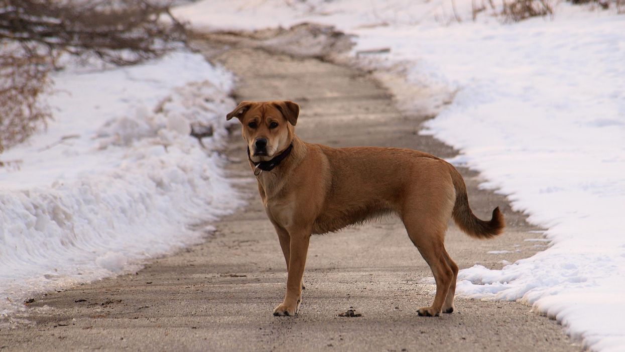 Ontario Dog Just Became The First One In Canada To Test Positive For COVID-19