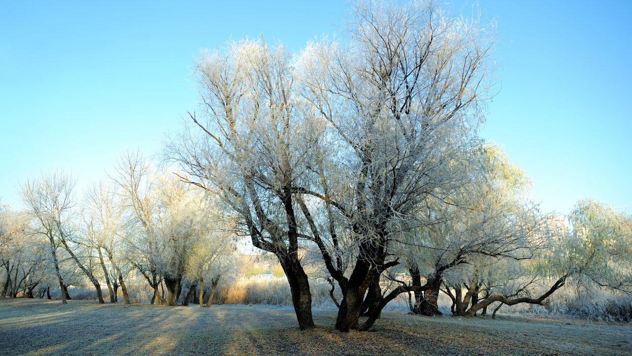 Ontario Frost Advisories Have Been Issued For Parts Of The Province