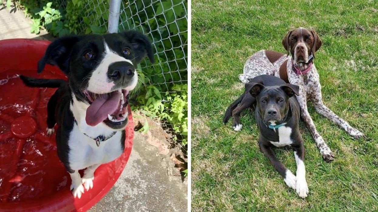 Ontario Humane Society Rescues US Dogs In Need Of Homes