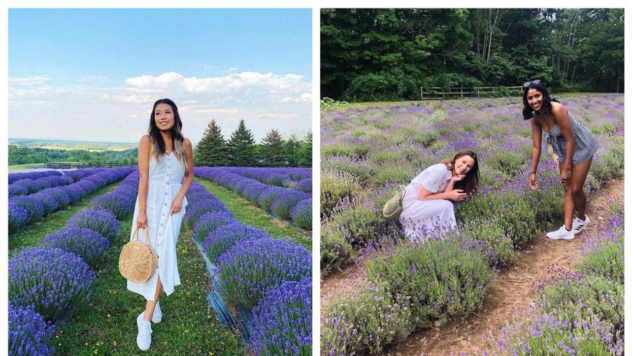 Ontario Lavender Fields You Can Visit The Purple Road