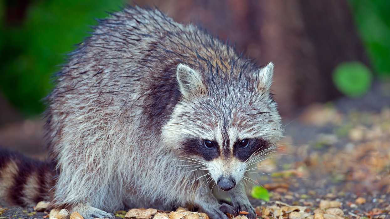 Ontario Man Is Being Charged For Keeping A Raccoon In His Basement