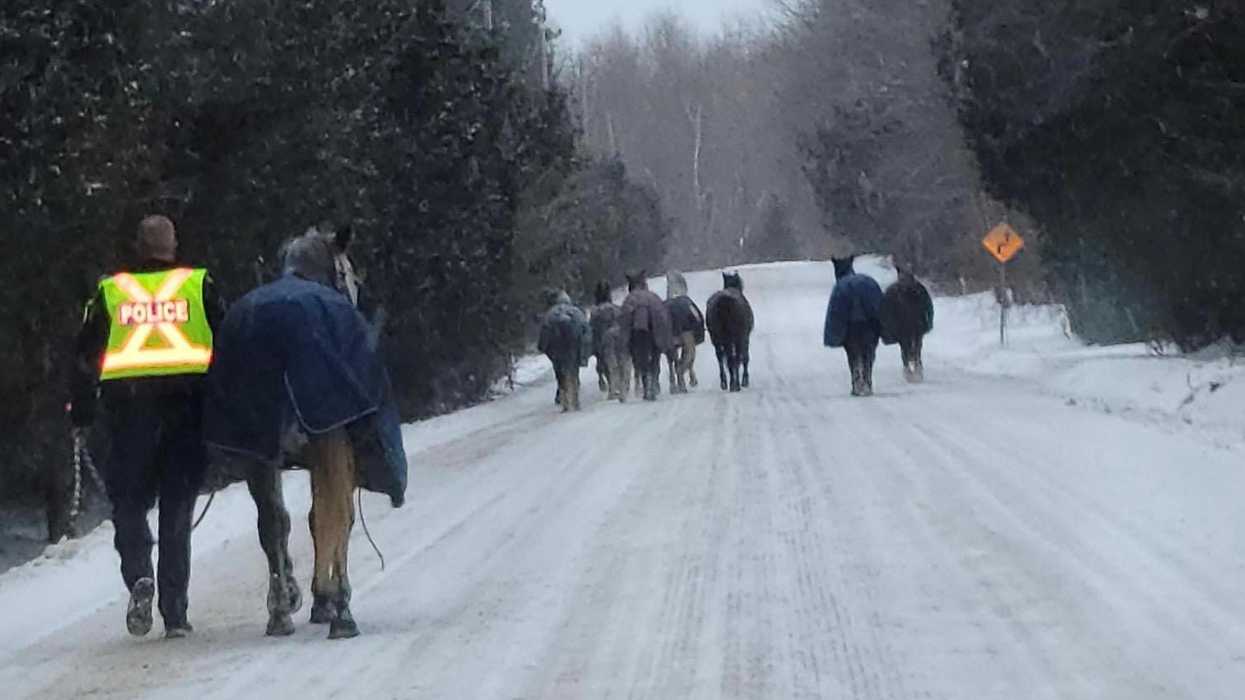 Ontario Police Had To Shutdown Hwy 10 Last Weekend To Rescue A Group Of Escaped Horses