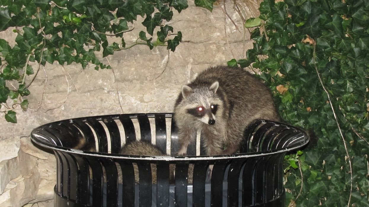 Ontario Provincial Police Are Asking You Not To Call 911 If Racoons Are On Their Property