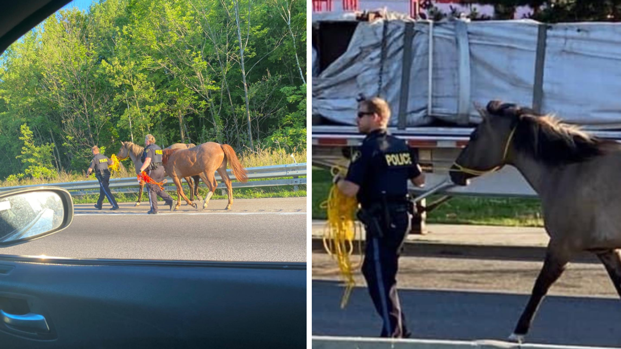 Ontario Provincial Police escorting the horses off the 401.