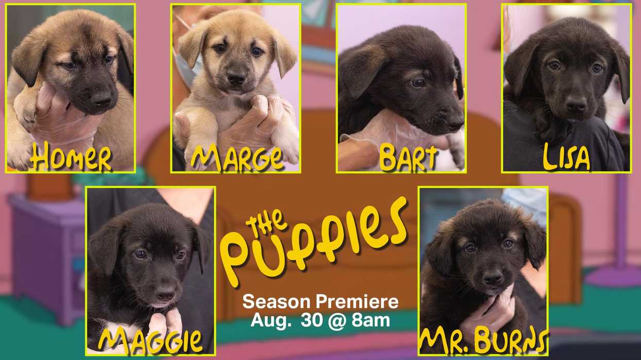 Ontario Puppies Are Going Up For Adoption & Have The Best Names