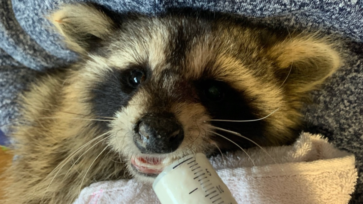 Ontario Raccoon Rescue GoFundMe Will Shut Down Due To Lack Of Funds