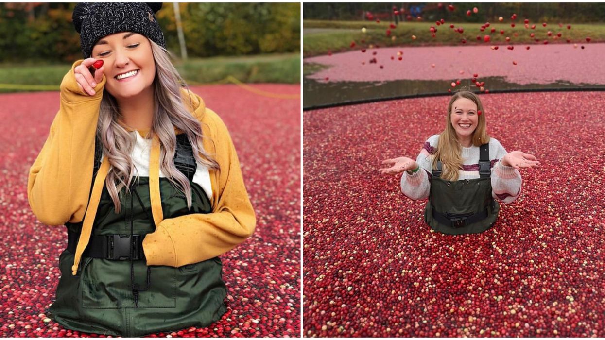 Ontario's Cranberry Farm Lets You Splash Through A Sea Of Berries This Fall