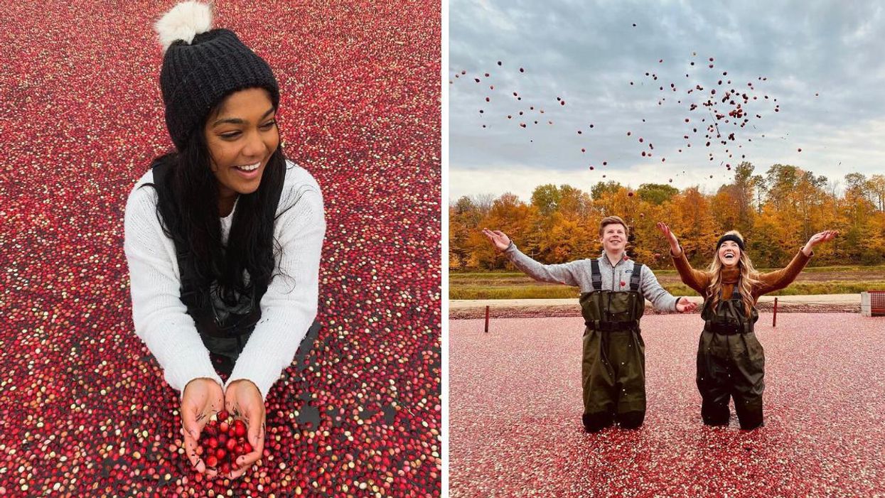 Ontario's Cranberry Farm Lets You Wade Through A Sea Of Floating Berries This Fall
