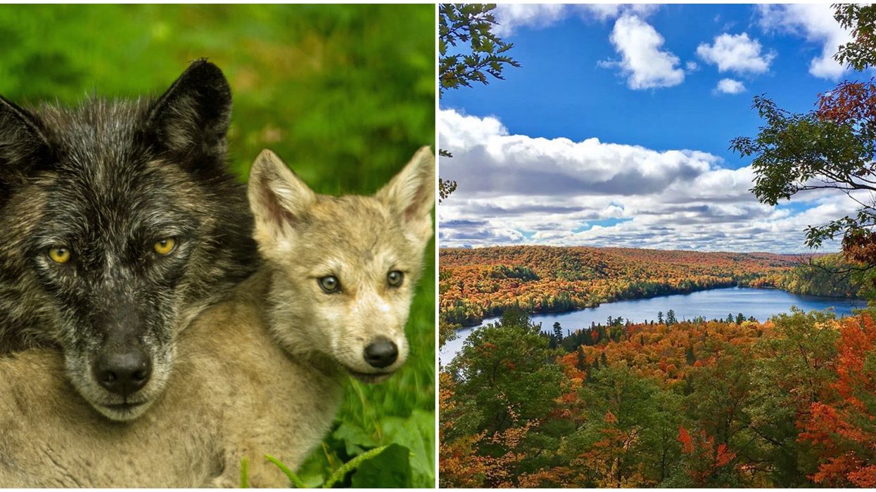Ontario's Haliburton Forest Halloween Event Lets You Visit Real Wolves