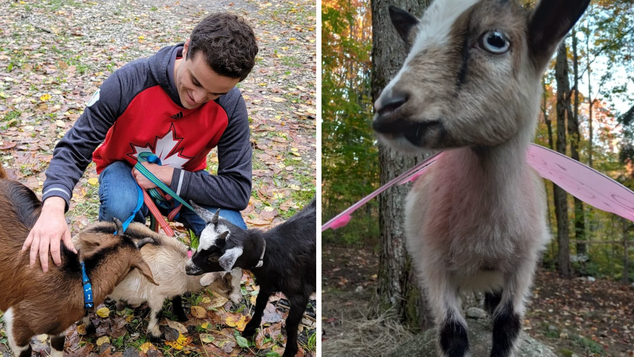 Ontario's New Goat Walks Will Let You Stroll Through A Forest With Phoebe, Monica, & Rachel