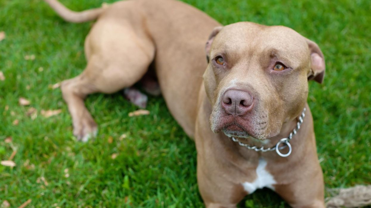 Ontario's Pit Bull Ban Regulations Have Just Been Changed & Here's What Is Different