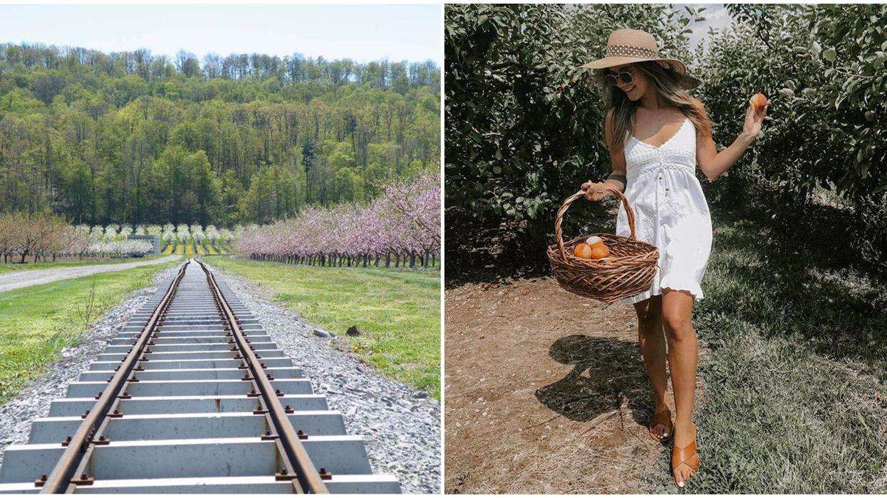 Ontario's Puddicombe Estate Farms Lets You Pick Colourful Fruits & Ride A Vineyard Train