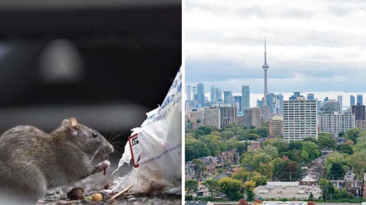 Ontario's 'Rattiest' Places Have Just Been Revealed & Even Smaller Cities Are On The List