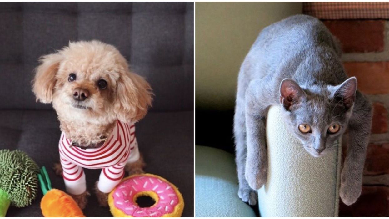 Ontario SPCA Has Reopened to Pet Adoptions