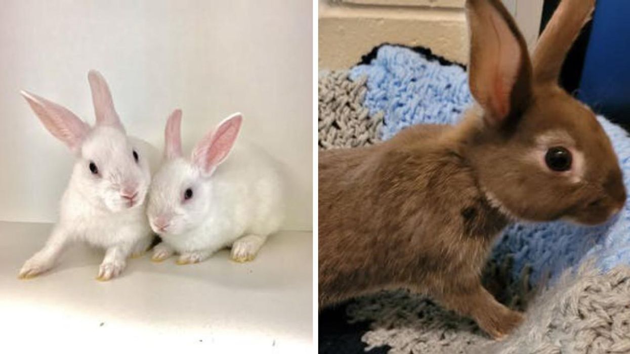 Ontario SPCA Wants You To Adopt Some Adorable Bunnies