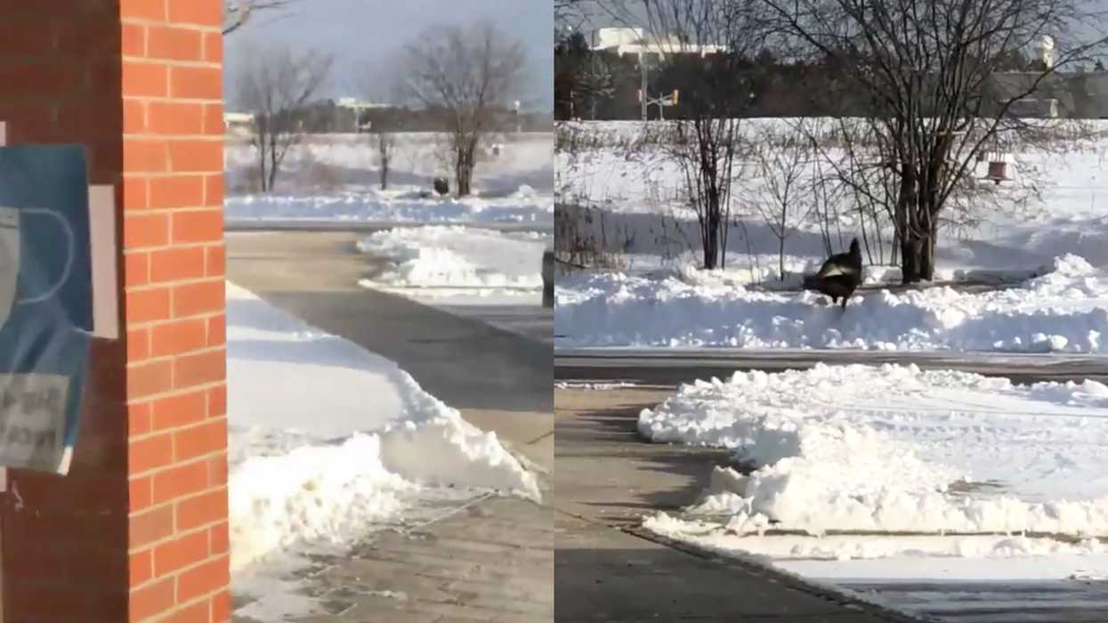 Ontario Wild Turkey Sightings Are On The Rise In The GTA & Some Are Acting Aggressive