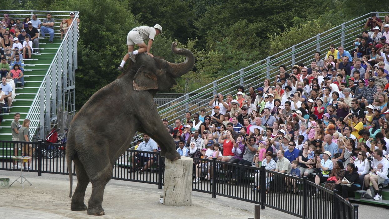 Ontario Zoo Ranked The Worst For Elephants In North America