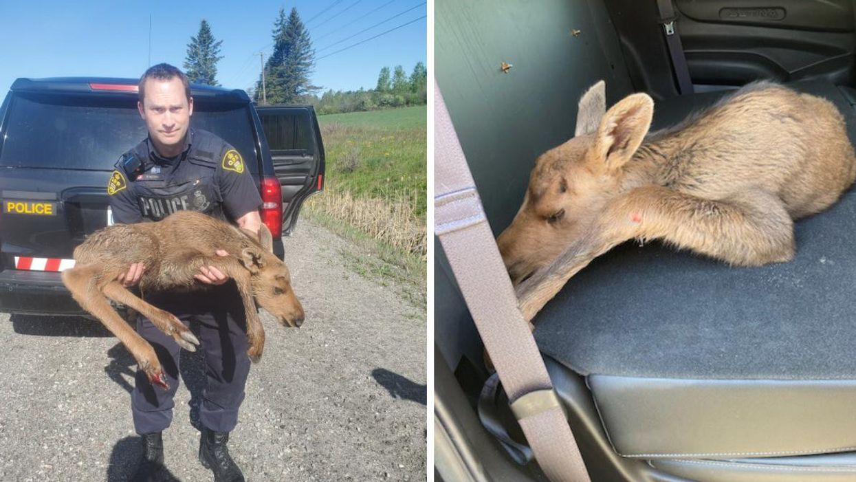 OPP officer holding the baby moose. Right: The calf in the backseat of a cruiser.