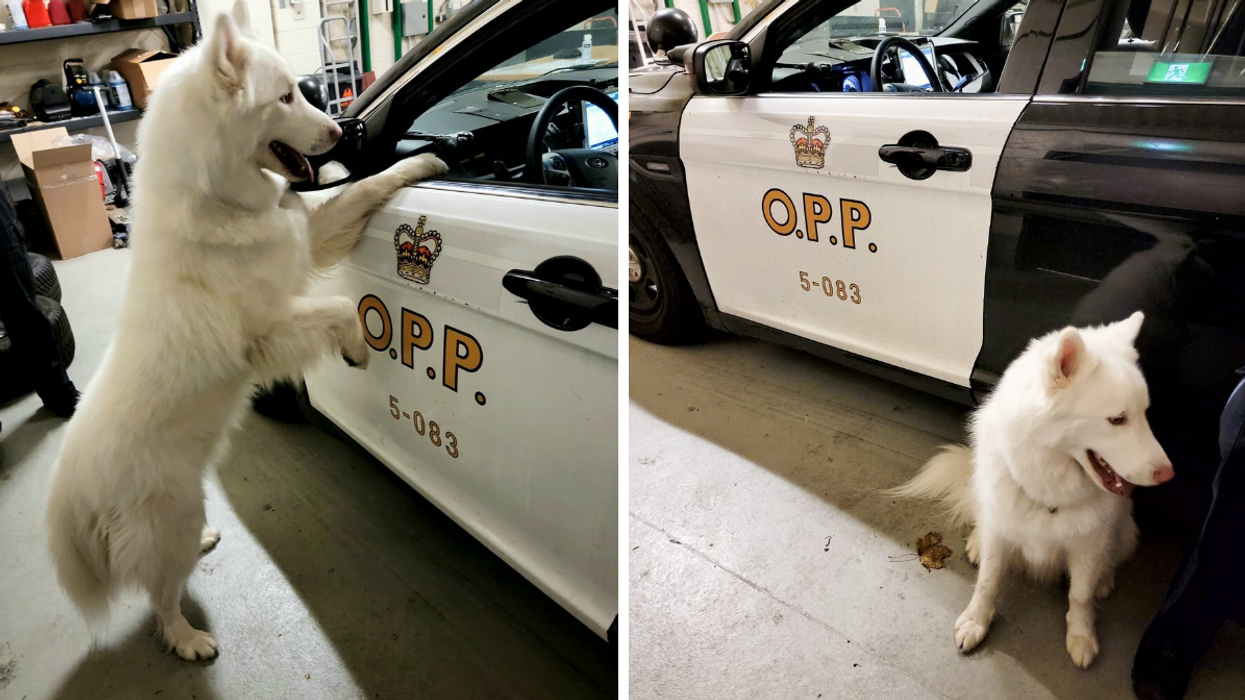 OPP Reunited A Dog With Its Owners After ‘Good Samaritans’ Found It On Highway 404