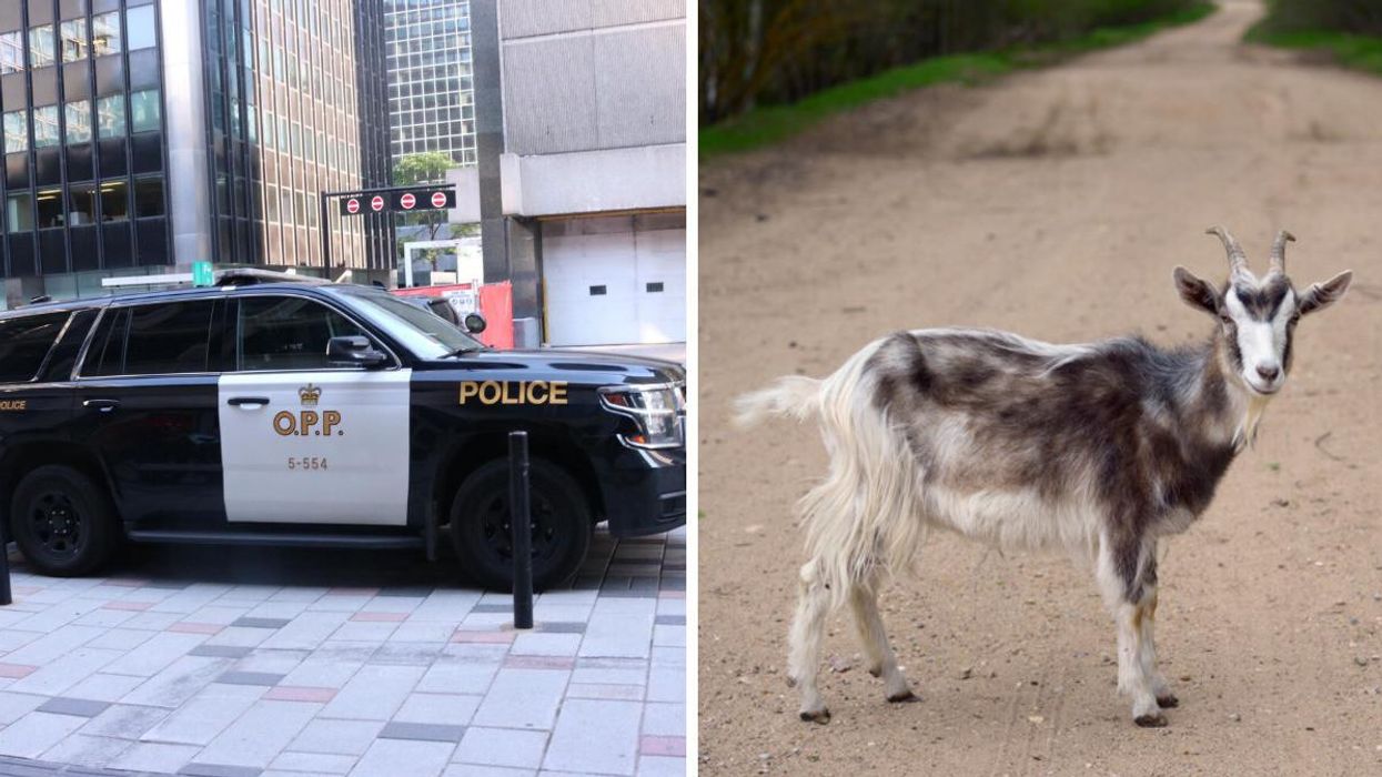 OPP vehicle. Right: Goat on a road.